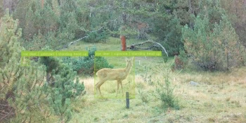 Épier sans interférer : l\'arrivée de l\'intelligence artificielle dans la recherche sur la vie sauvage en montagne.