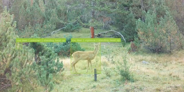 Épier sans interférer : l\'arrivée de l\'intelligence artificielle dans la recherche sur la vie sauvage en montagne.
